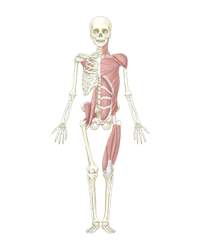 骨格調整で整えるポイントは、足・骨盤・肋骨